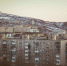 Страшные новости. Собаки загрызли котенка в Мурманске - Телекомпания ТВ-21