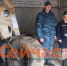 Приставы отправили на СВО конфискованный болотоход - ИА Нижний сейчас