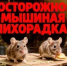 Осторожно: мышиная лихорадка! - Абдулинский городской округ