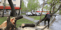 Иван Носков объяснил причины вырубки деревьев и призвал к их совместной высадке - ProGorodSamara.Ru