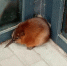 К аэропорту в Улан-Удэ прибилась ондатра - Газета Номер один