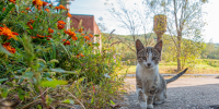 Кот Мария Смитюк, ИА PrimaMedia - ChitaMedia