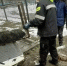 Животное удалось накормить успокоительными - ИА Nord-News.Ru