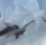 На Байкале действует запрет рыбалки из-за нереста - ИА Байкал-Daily
