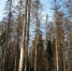 bcosty3456.jpg - Лесотехнический университет