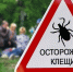 С начала года на Дону около 600 человек покусали клещи - Газета Семикаракорские вести