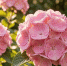 Гортензии будут цвести до осени: просто полейте их этим чудо-коктейлем - рецепты растворов - Progorod33.Ru