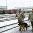 Белгородские транспортные полицейские усилили безопасность на приграничных магистралях - Сетевое издание Знамя 31