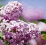 closeup-beautiful-branch-lilac-tree-growing-forest - ТРК Щелково