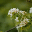 Фото: ПАИ - InformPskov.Ru