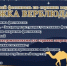 В Кызылском районе Тувы сегодня проводится фестиваль по стрижке верблюдов - ИА Тува-Онлайн