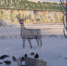 Можно ли заразиться от птиц в городе - 2Goroda.Ru