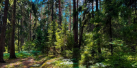 Отстрел девяти кабанов разрешили в Нижегородской области - фото 1 - vGorodeN.Ru