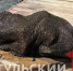 Мешок камней достали из пруда Центрального парка Тулы - ТК Первый Тульский