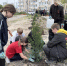 В Севастополе улица Строителей приросла сотней молодых насаждений - Комсомольская Правда