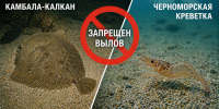 В Херсонской области вводится запрет на вылов камбалы-калкана и черноморской креветки - Херсонское агентство новостей