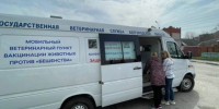 Бесплатную прививку от бешенства сделают кошкам и собакам в Белгороде - Сетевое издание Победа 31