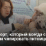 Паспорт, который всегда с собой. Зачем чипировать питомцев - Самарская Газета