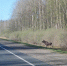 Об опасности появления лосей на дорогах рассказали псковичам - Pln-Pskov.Ru