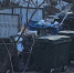 Мусорщики прикармливают собак и крыс в мурманских дворах - SeverPost.ru