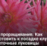Этап проращивания. Как подготовить к посадке клубни и цветочные луковицы - Самарская Газета