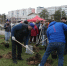 90 саженцев спиреи высадили рядом с парком в Дзержинске - фото 1 - vGorodeN.Ru