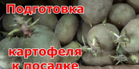 Готовимся к посадке картофеля - Бердюжье Медиа