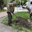 В этом году в Ставрополе  высадят  более 6 тысяч молодых деревьев - Вечерний Ставрополь