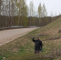 Сотрудники Пушкинского заповедника расчистили склоны городища Велье к летнему сезону - Pln-Pskov.Ru