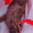 Провалившегося в люк щенка спасли в Лодейном Поле - ЛенТВ24