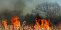 Сухая трава горела на 100 гектарах в Амурской области - Amur.Life