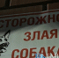 В Иркутске бродячая собака напала на мальчика - ИА Байкал-Daily