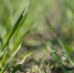 Фото: ПАИ - InformPskov.Ru