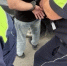 Под Тольятти сотрудники ГИБДД задержали перевозчика наркотиков - TltGorod.Ru
