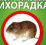 Геморрагическая лихорадка с почечным синдромом (ГЛПС) – зоонозная вирусная инфекция. - Островский муниципальный район