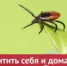 Защитите себя и животных от нападения клещей! - Ремонтненский район
