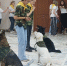 sobaki_3_-_kopiya.jpg - Омский портал Культура