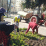 В Железногорске приступают к озеленению города. - Администрация МО