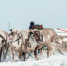 олени туризм - Noyabrsk-Inform.Ru