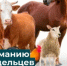 ПАМЯТКА об ответственности за нарушение закона о выпасе скота. - Давлекановский район