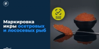 С 1 июня 2026 года для всех участников оборота икры осетровых и лососёвых пород вводится поэкземплярный учёт (ПЭУ). - Федоровский район