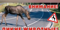 С приходом весны звери идут на трассу: памятка от ГИБДД - SyasNews.Ru