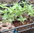 Без двух "сахарных" подкормок мощной рассады не получится: дедушка раскрыл секрет шикарных кустов - Pro Город Ухта