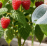 Литр в лунку под корень малине в мае - и вместо хилых кустов прут дремучие джунгли, а ягоды слаще зефира - Pro Город Ухта