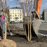На Советской площади в Саранске начали высаживать берёзы и яблони - Info-Rm.Com