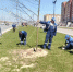 «Единая Россия» позаботилась о более чем 1000 деревьях в Йошкар-Оле - ИА МедиаПоток