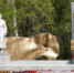 Объект культурного наследия регионального значения мемориальный комплекс «Они сражались за Родину» в память о погибших в годы Великой Отечественной войны (1941-1945 гг.) - МО г. Бийск