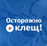 осторожно, клещ - фото - 5 - Велижский район