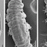 Тихоходка вида Halobiotus arcturulius, найденная в море Лаптевых. Взято из Polar Biology - СПбГУ