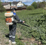 Осторожно, борщевик: в Бологовском округе стартовала обработка от опасного сорняка - Бологовский район
